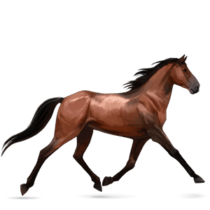 riding horse french trotter cherry bay