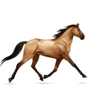 riding horse vanner palomino tobiano