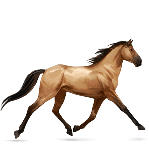 riding horse quarter horse dun