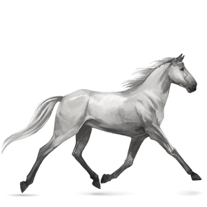riding horse holsteiner light gray