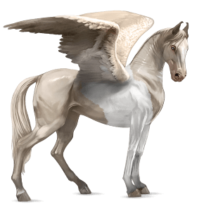riding pegasus marwari cherry bay
