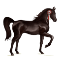 riding horse purebred spanish horse mouse gray