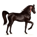 riding horse dapple gray