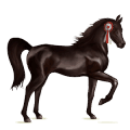 wandering horse champion