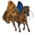 riding horse quarter horse liver chestnut