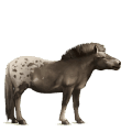 pony highland pony dun