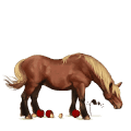 riding horse appaloosa bay blanket 
