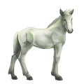 divine horse greyfell   9