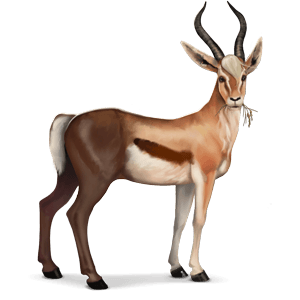 wild horse gazelle