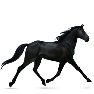 riding horse quarter horse black