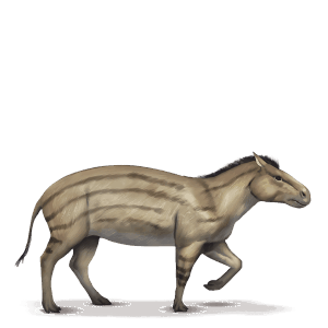 prehistoric horse hyracotherium