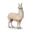 llama